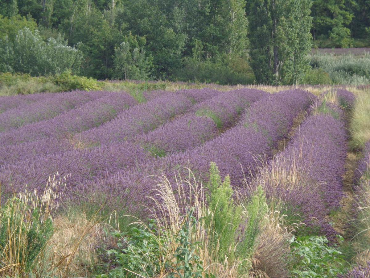 Santolines En Provence Bed & Breakfast Piolenc Екстериор снимка